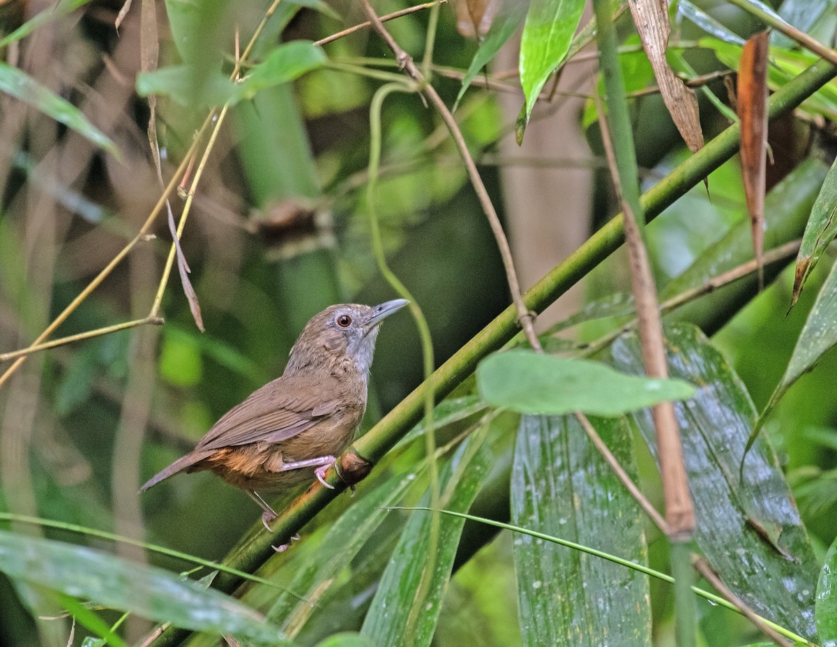 Abbott's Babbler - ML636273835