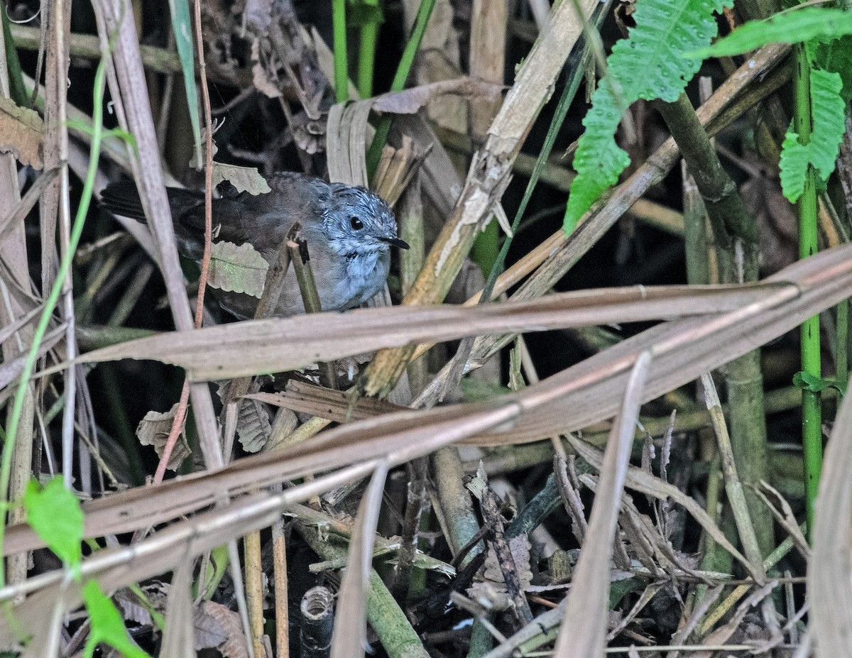 West Himalayan Bush Warbler - ML636273869