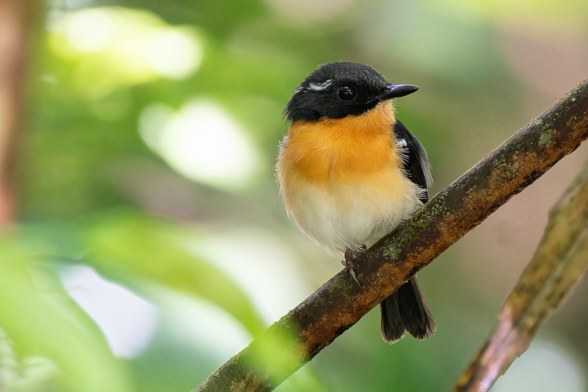 Rufous-chested Flycatcher - ML636273953