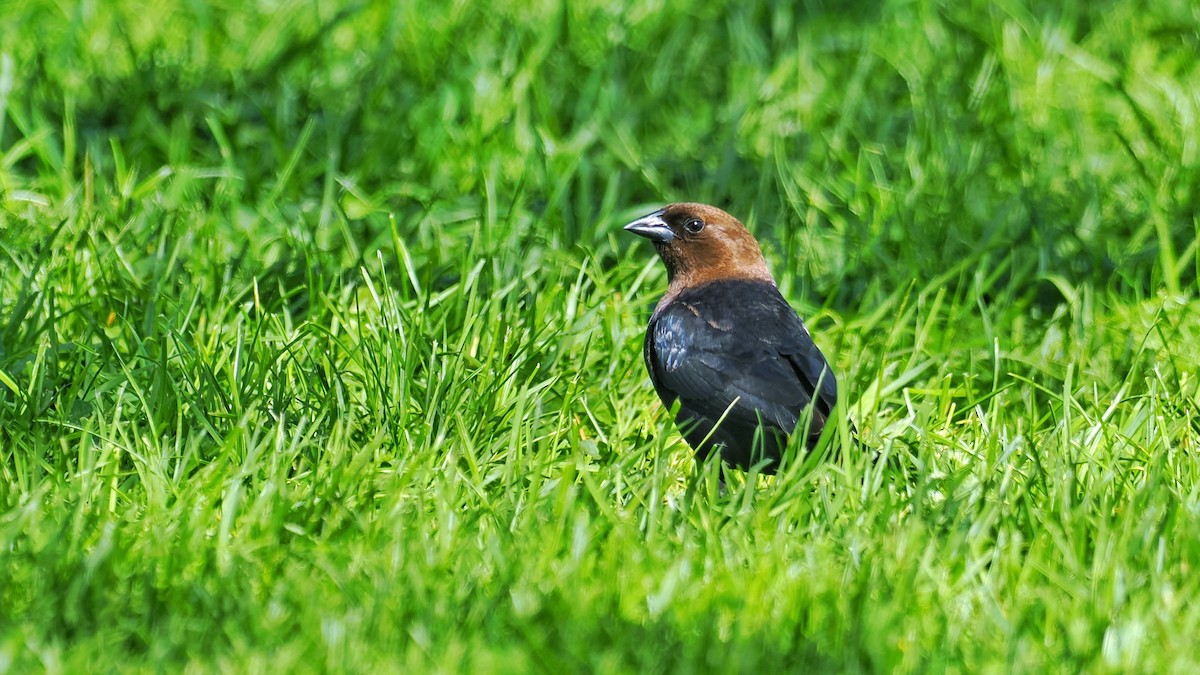 Brown-headed Cowbird - ML636273957