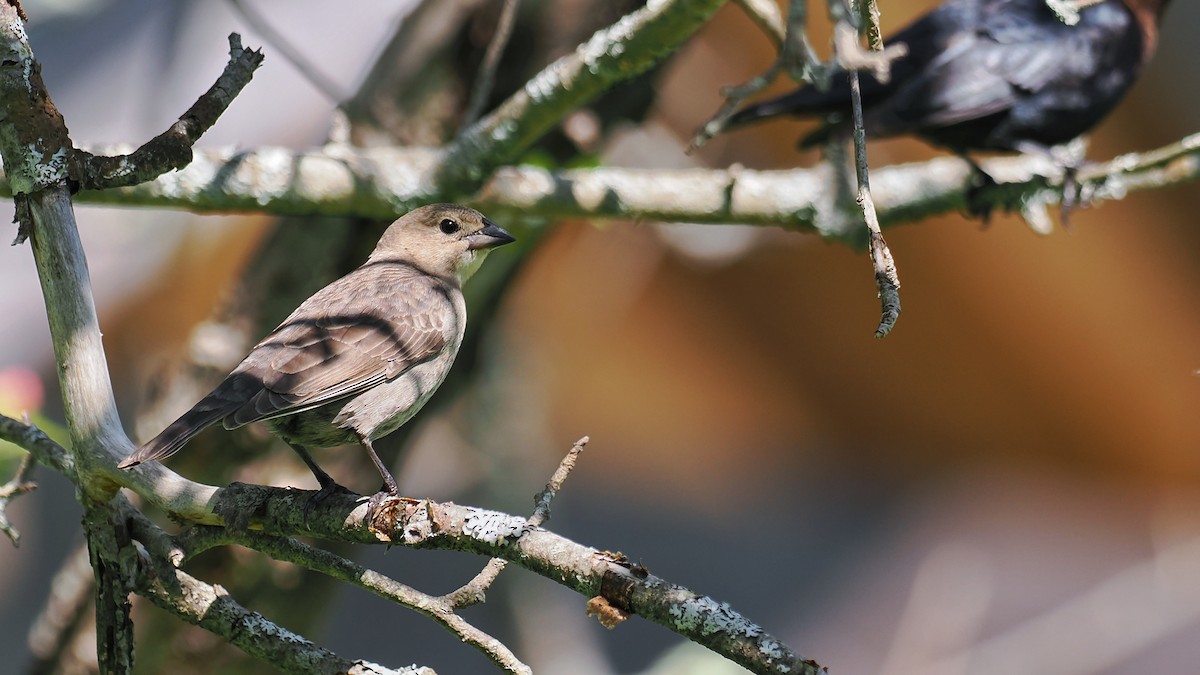Brown-headed Cowbird - ML636273958