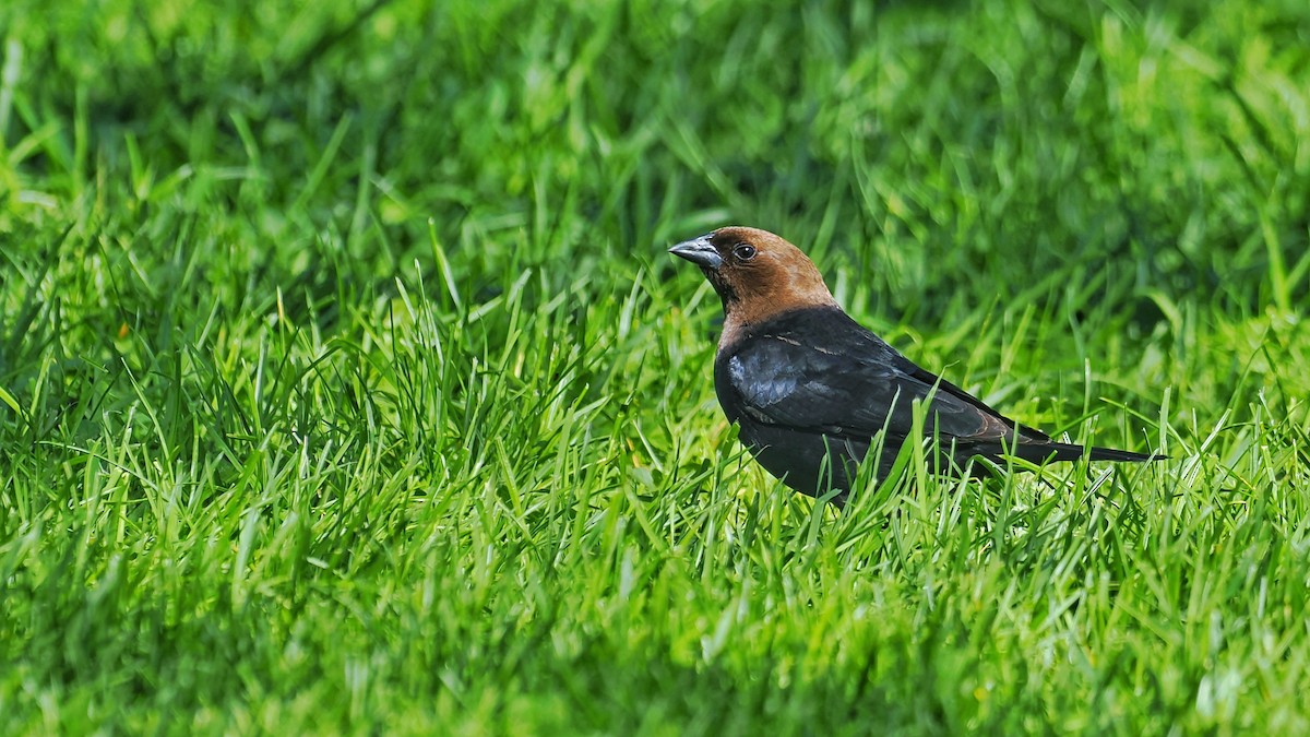 Brown-headed Cowbird - ML636273959