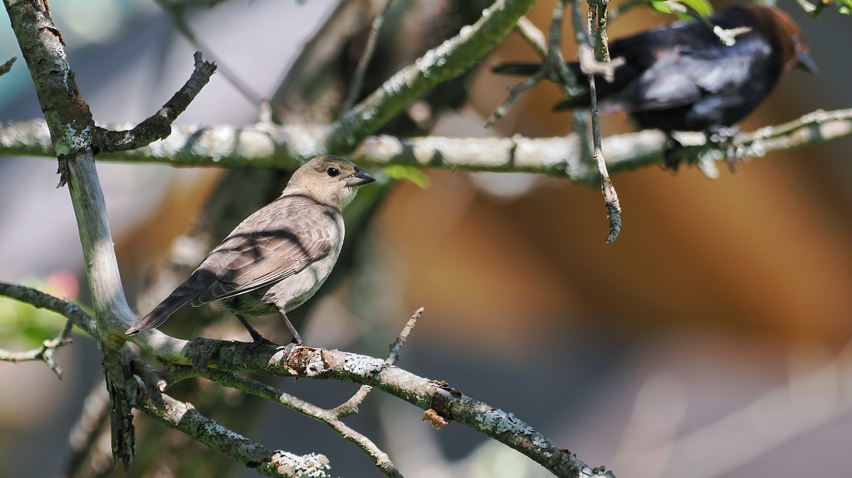 Brown-headed Cowbird - ML636273960