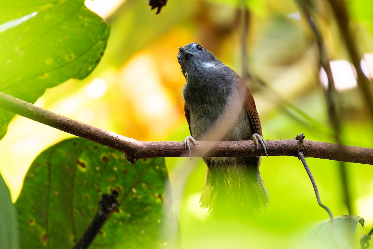 Chestnut-winged Babbler - ML636273967