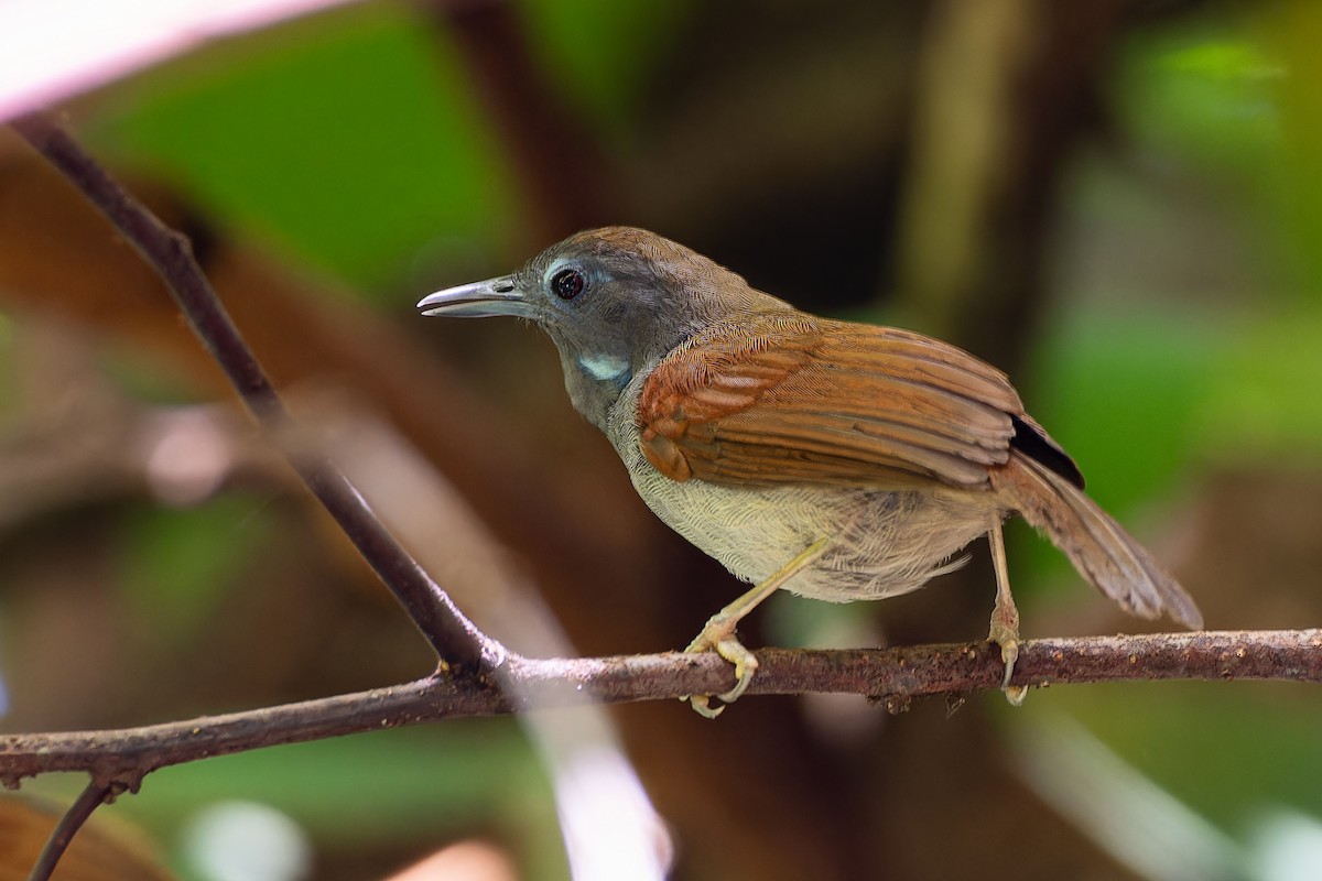 Chestnut-winged Babbler - ML636273969