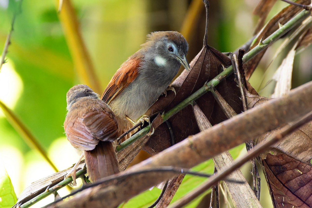 Chestnut-winged Babbler - ML636273970