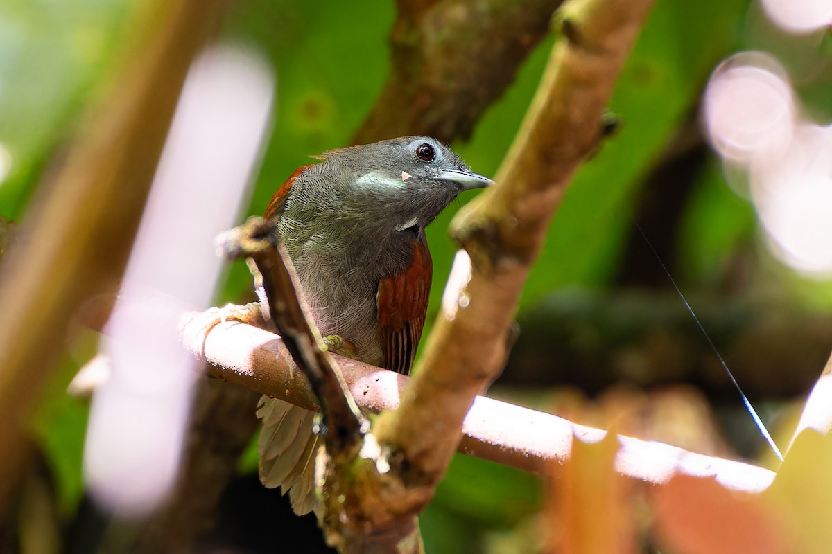 Chestnut-winged Babbler - ML636273971
