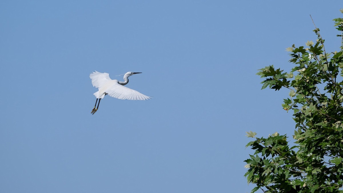 Little Egret - ML636274078