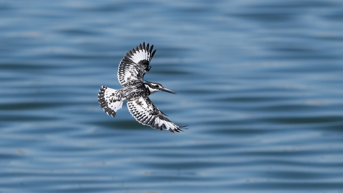 Pied Kingfisher - ML636274119