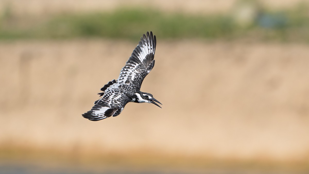 Pied Kingfisher - ML636274120