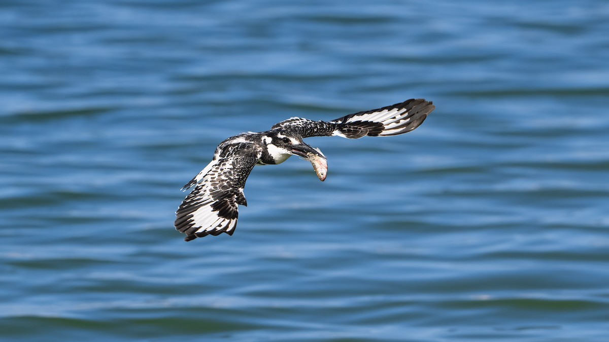 Pied Kingfisher - ML636274121