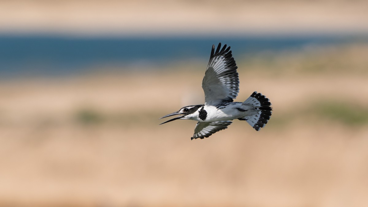 Pied Kingfisher - ML636274122
