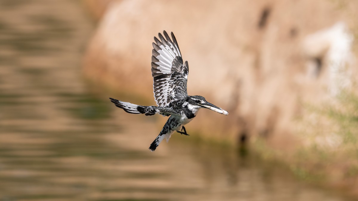 Pied Kingfisher - ML636274123
