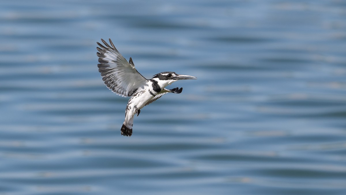 Pied Kingfisher - ML636274124