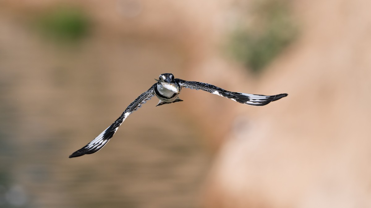 Pied Kingfisher - ML636274125
