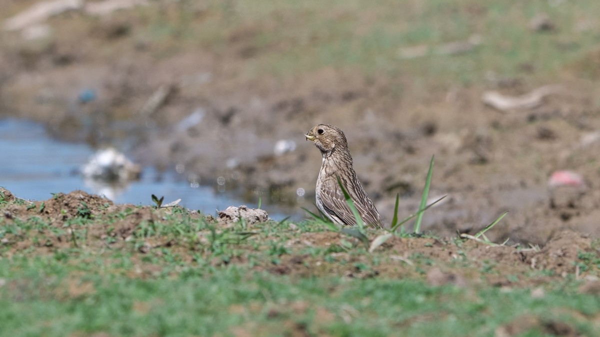 Corn Bunting - ML636274138