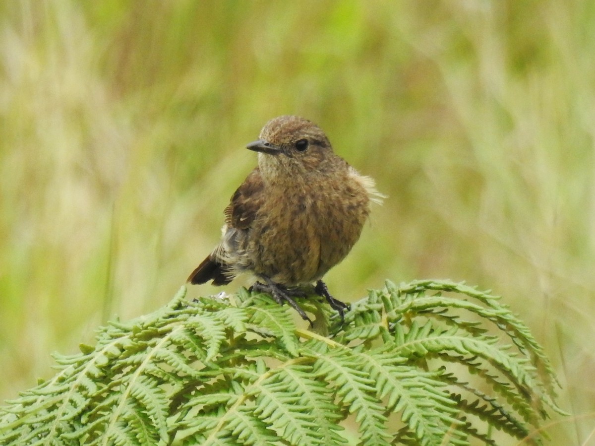 Pied Bushchat - ML636274216