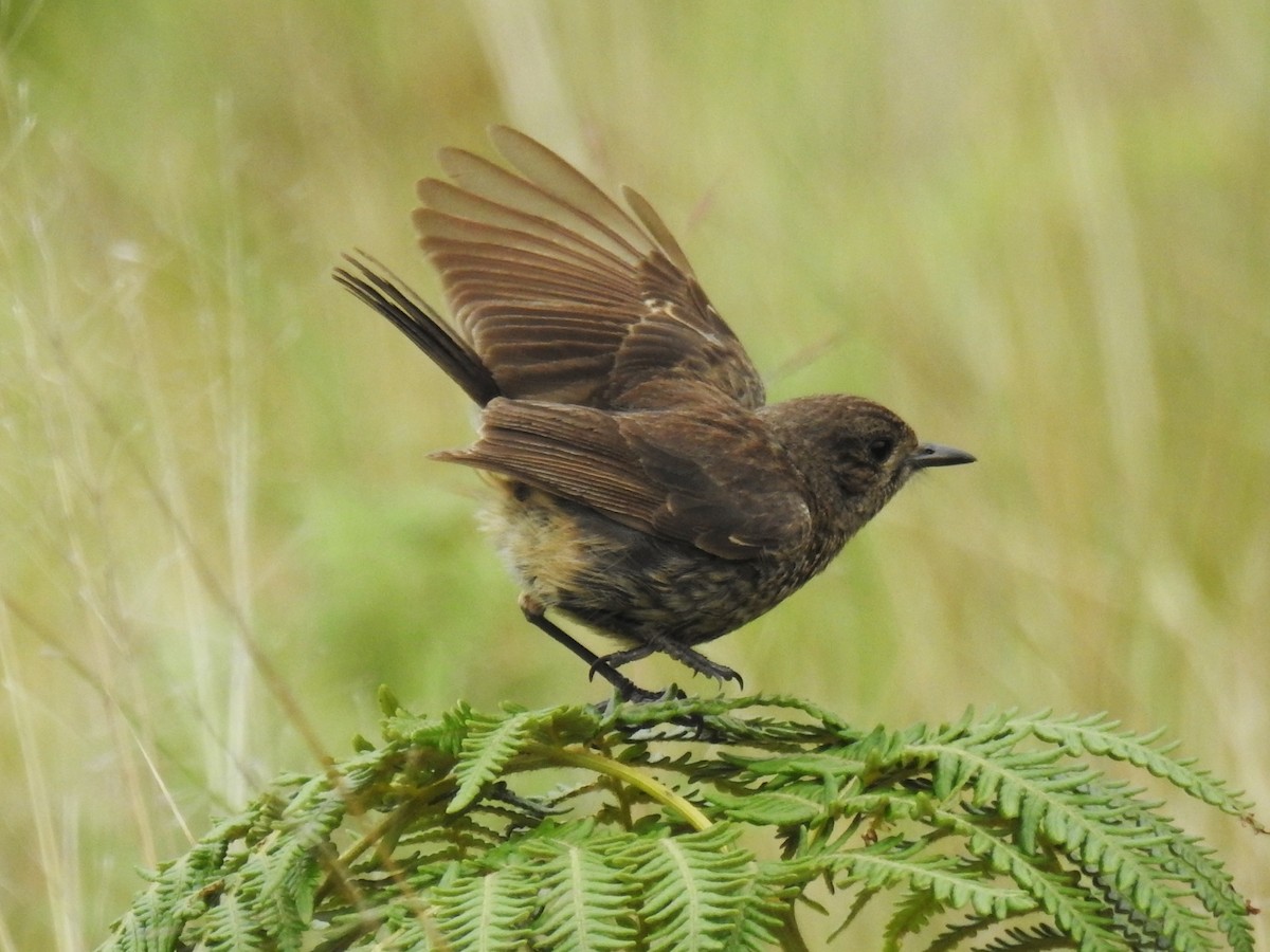 Pied Bushchat - ML636274221