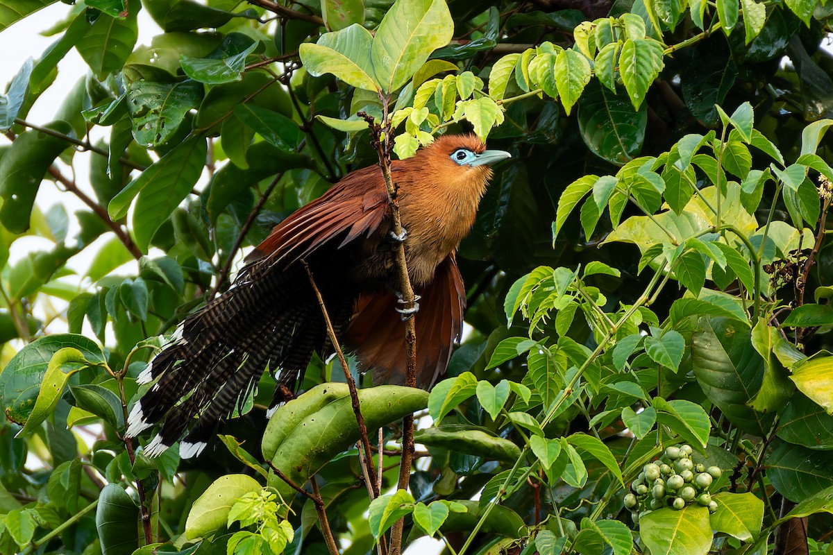 Raffles's Malkoha - ML636274237