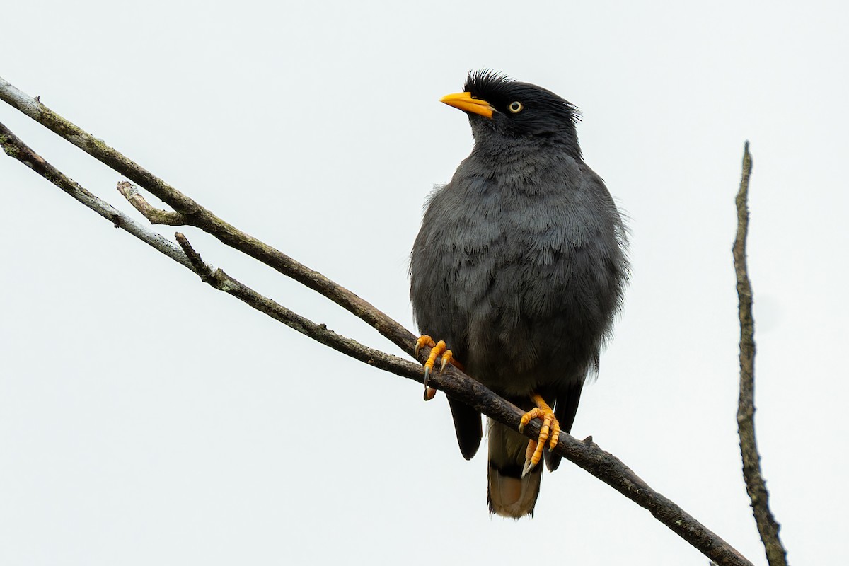 Javan Myna - ML636274240