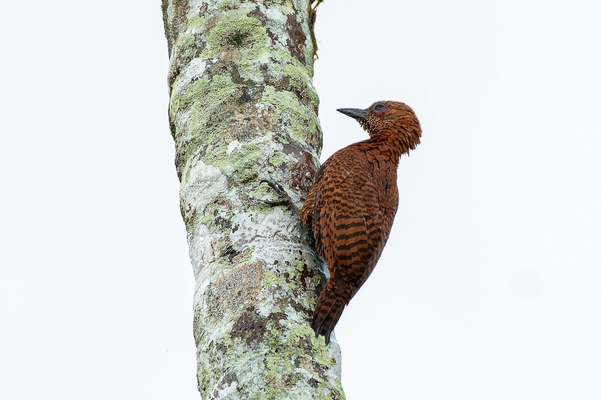 Rufous Woodpecker - ML636274243