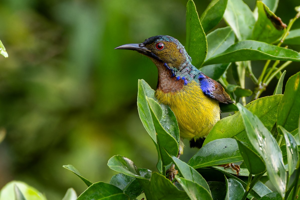 Brown-throated Sunbird - ML636274246