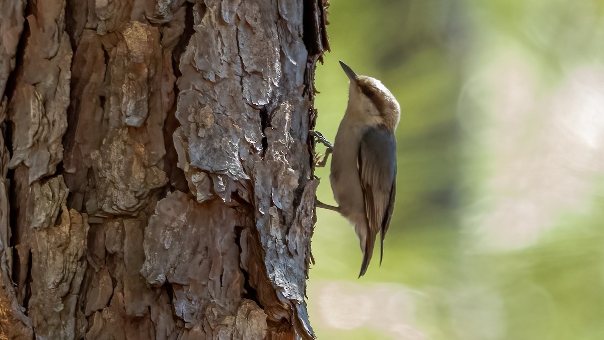 Brown-headed Nuthatch - ML636274290