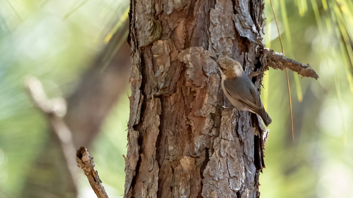 Brown-headed Nuthatch - ML636274291