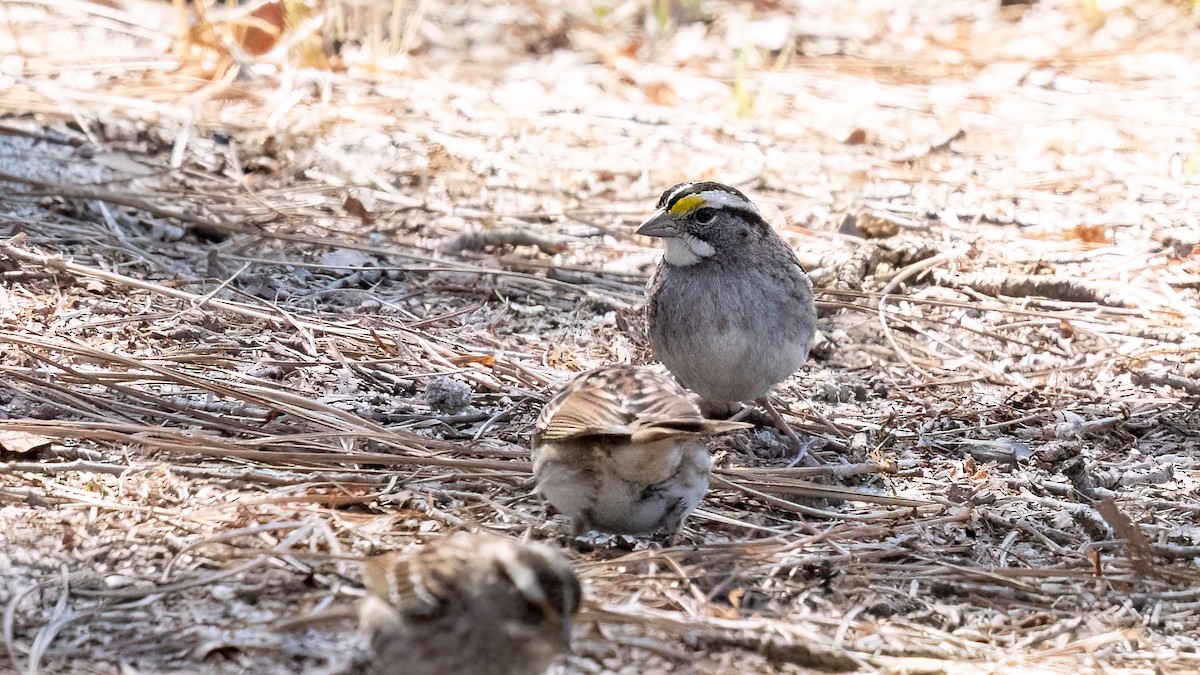 White-throated Sparrow - ML636274301