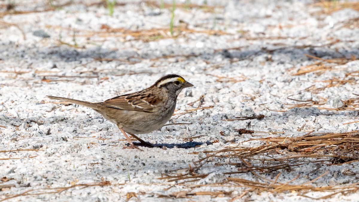 White-throated Sparrow - ML636274302
