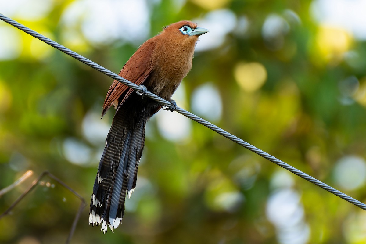 Raffles's Malkoha - ML636274309