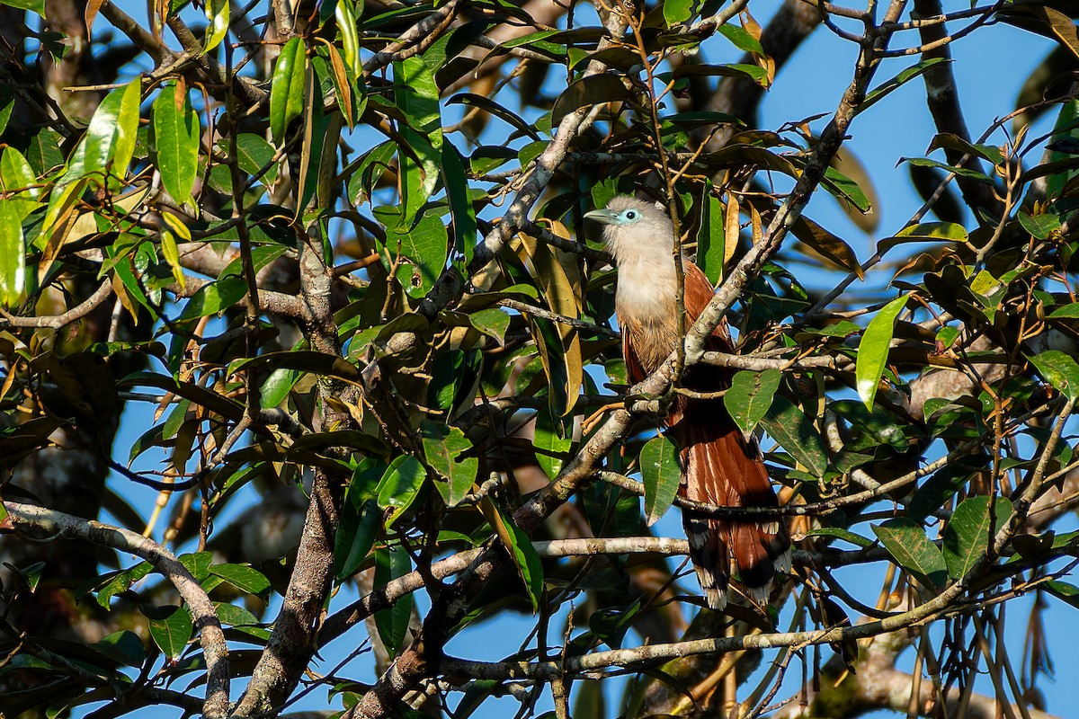 Raffles's Malkoha - ML636274310