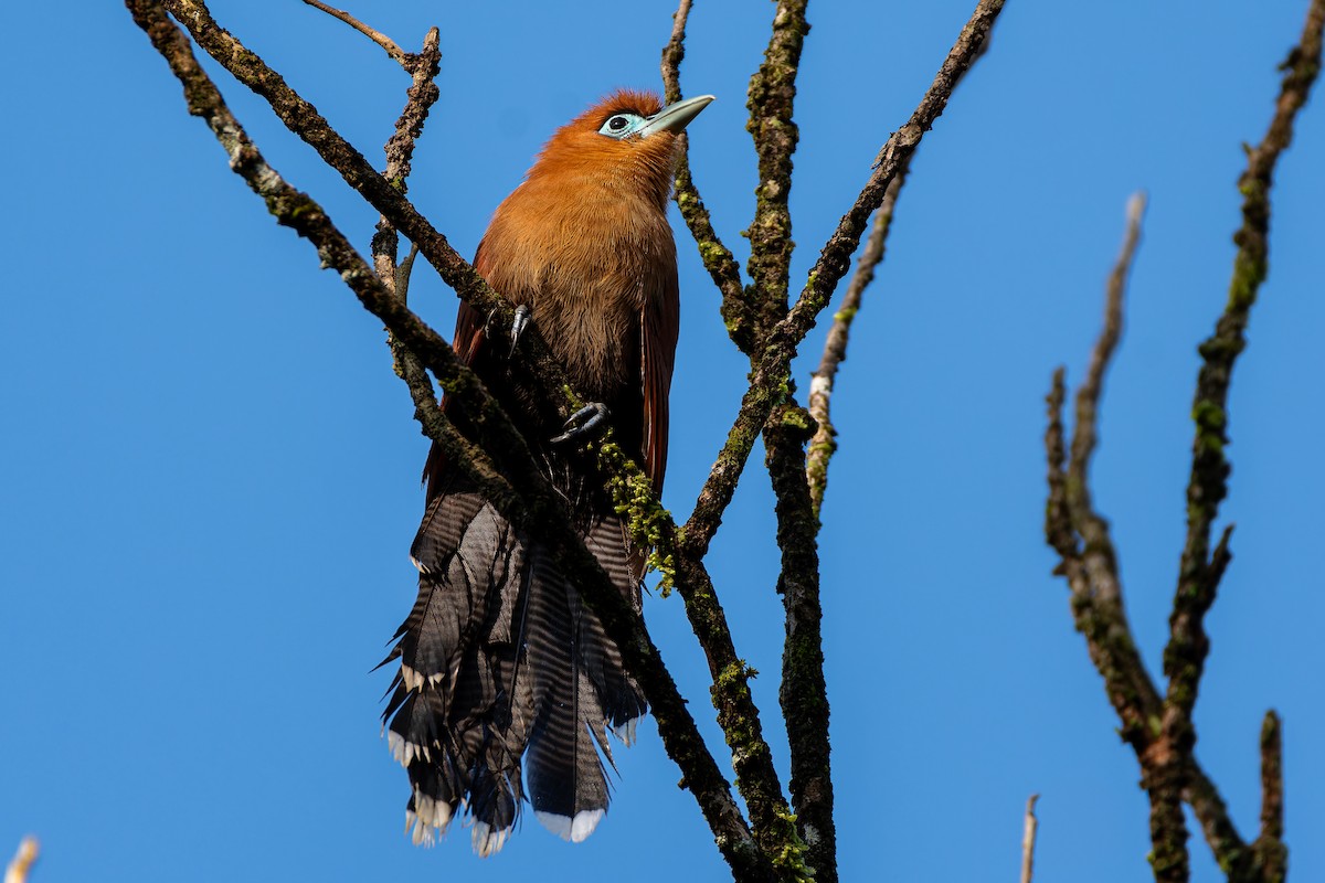 Raffles's Malkoha - ML636274311