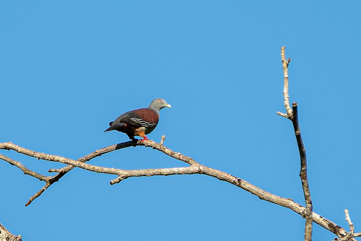 Little Green-Pigeon - ML636274315