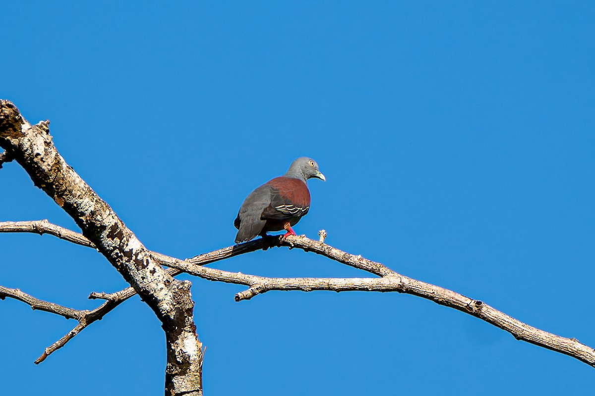 Little Green-Pigeon - ML636274316