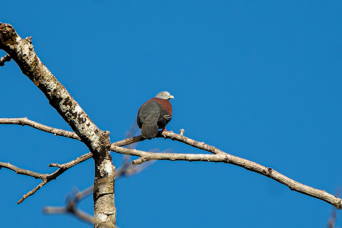 Little Green-Pigeon - ML636274317