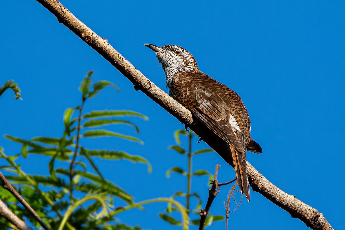 Banded Bay Cuckoo - ML636274318