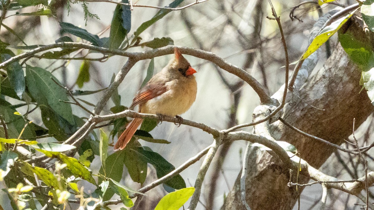 Northern Cardinal - ML636274323