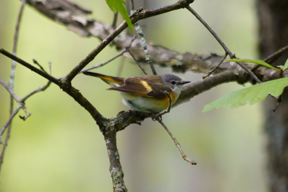 American Redstart - ML636274351