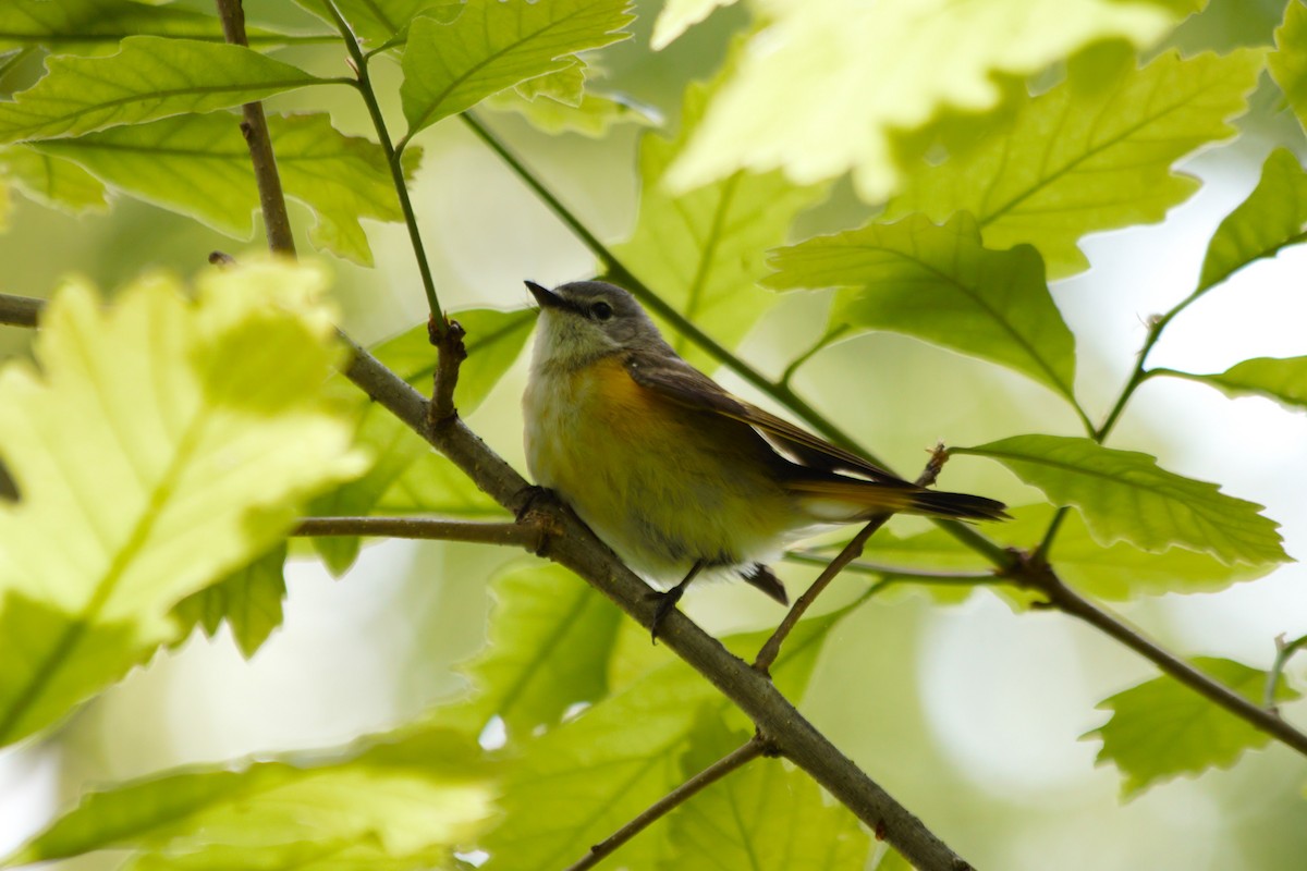 American Redstart - ML636274352