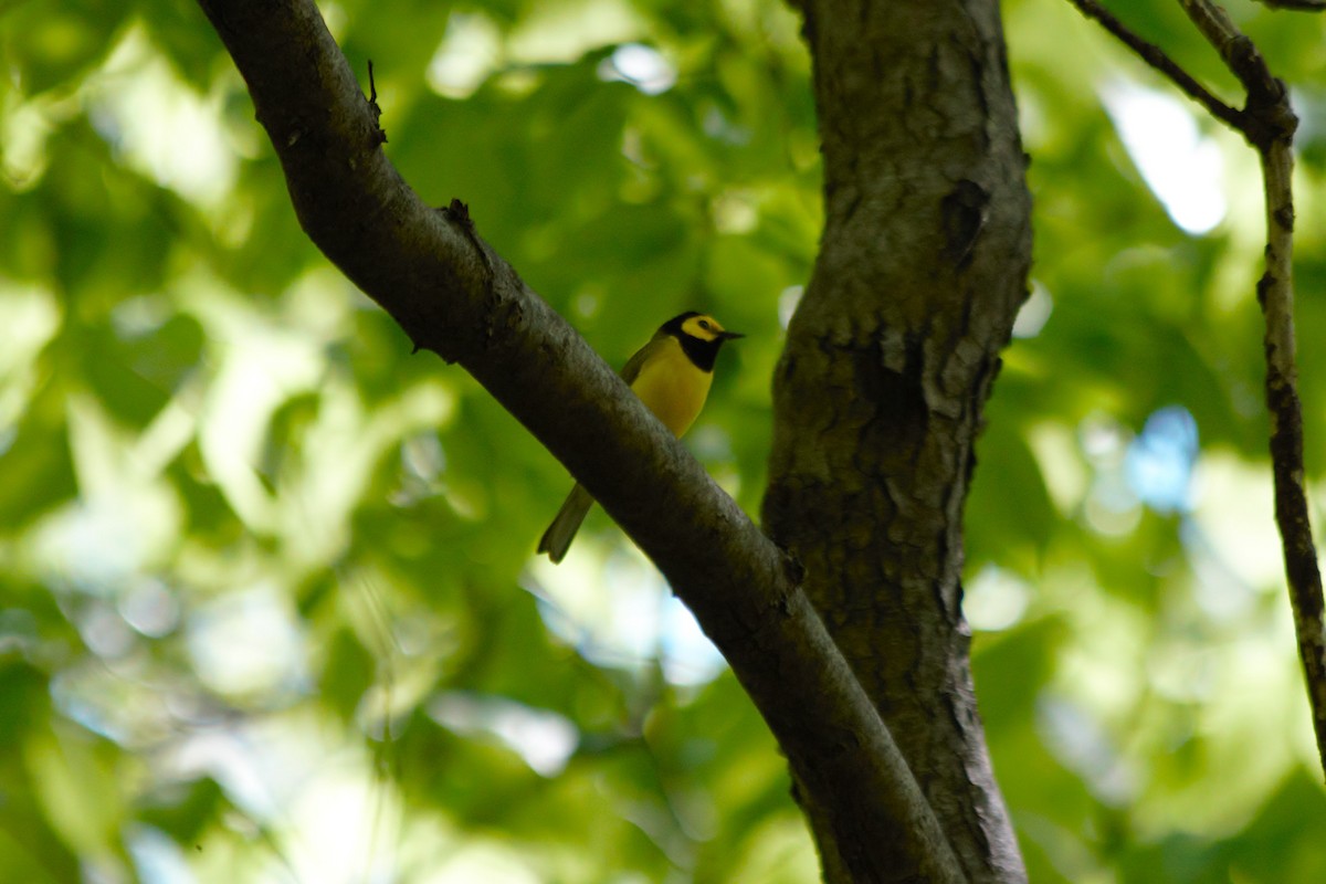 Hooded Warbler - ML636274356
