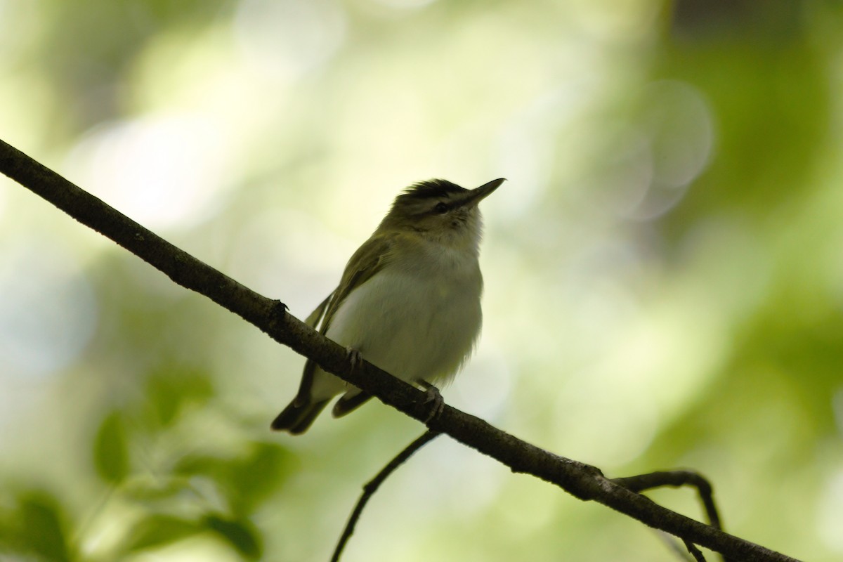 Vireo begigorria - ML636274359
