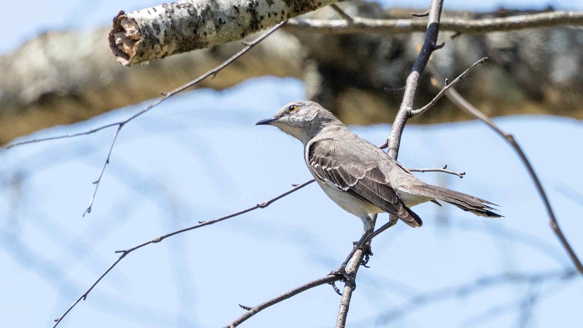 Northern Mockingbird - ML636274403