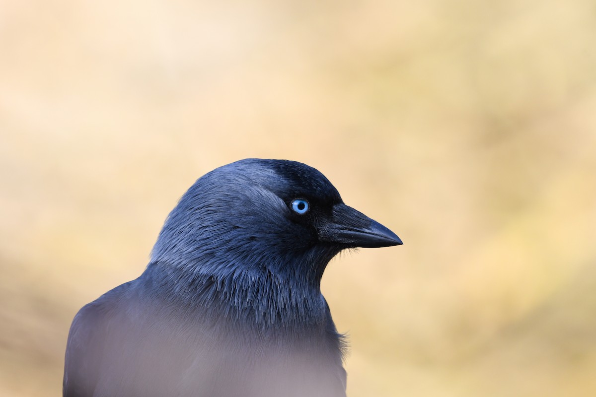 Eurasian Jackdaw - ML636274479