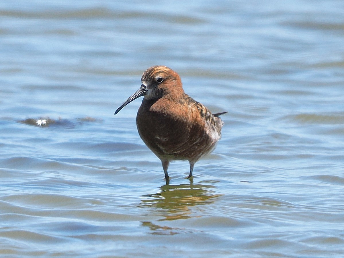 Curlew Sandpiper - ML636274490