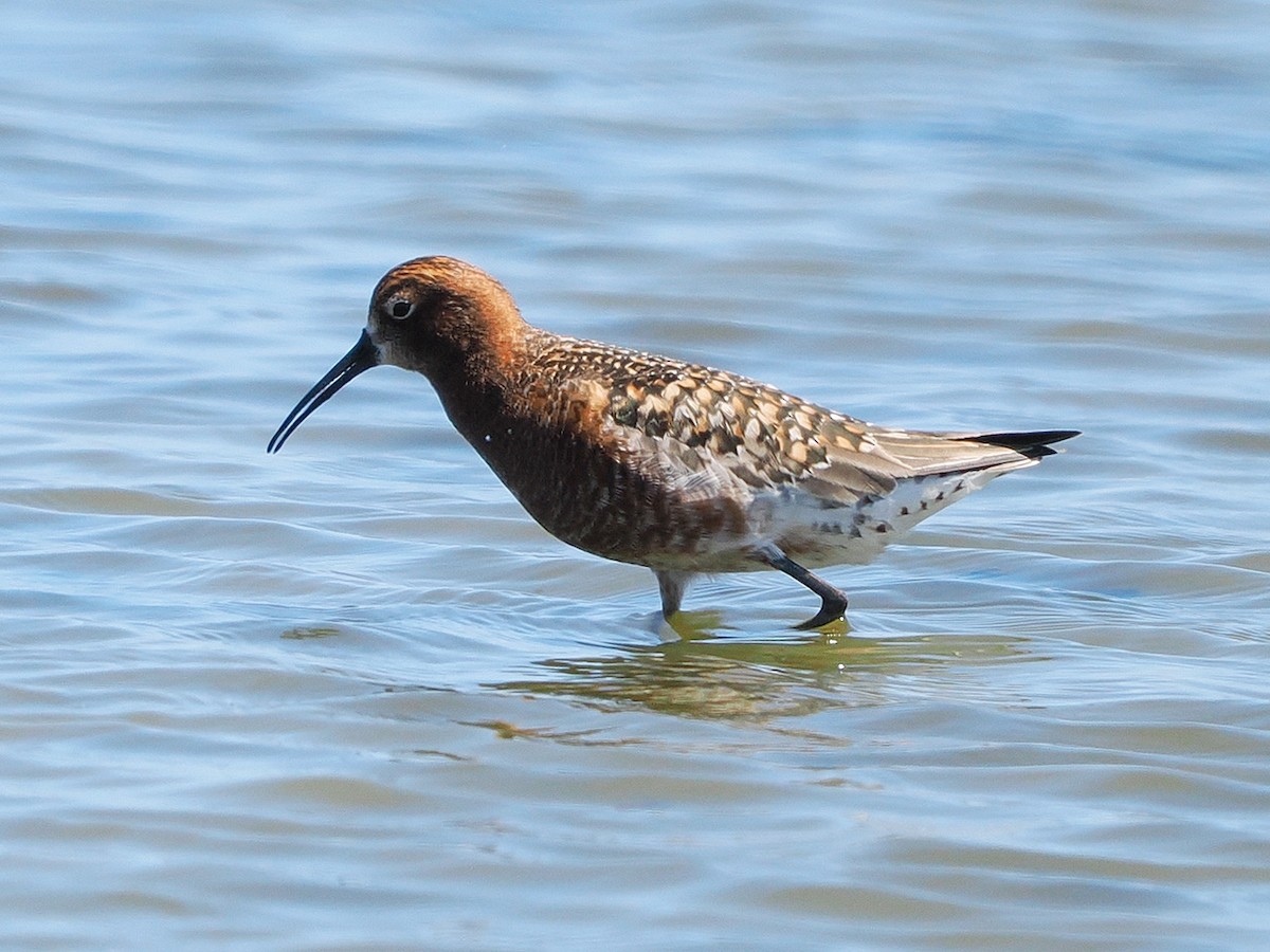 Curlew Sandpiper - ML636274491