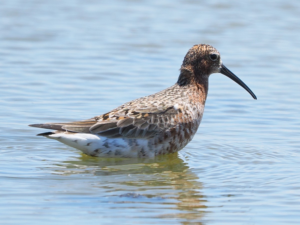 Curlew Sandpiper - ML636274494