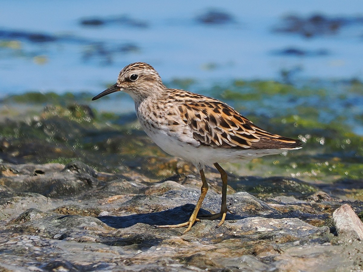 Long-toed Stint - ML636274495