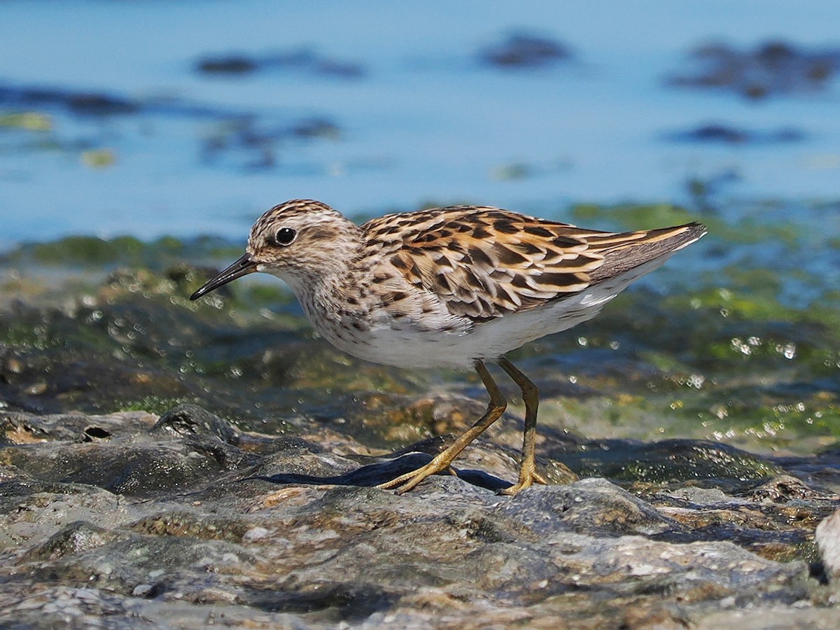 Long-toed Stint - ML636274496