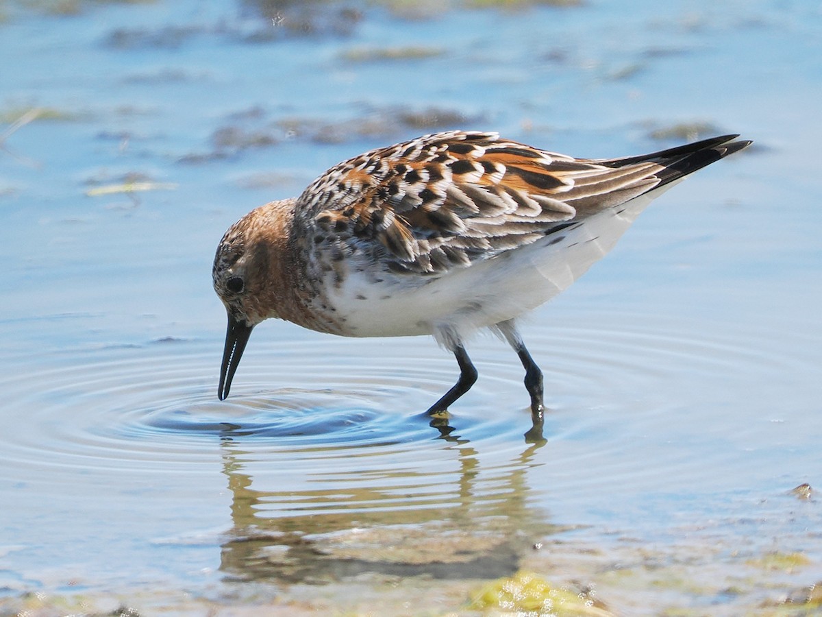 Red-necked Stint - ML636274507